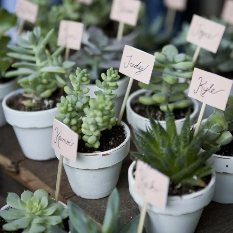Plantas