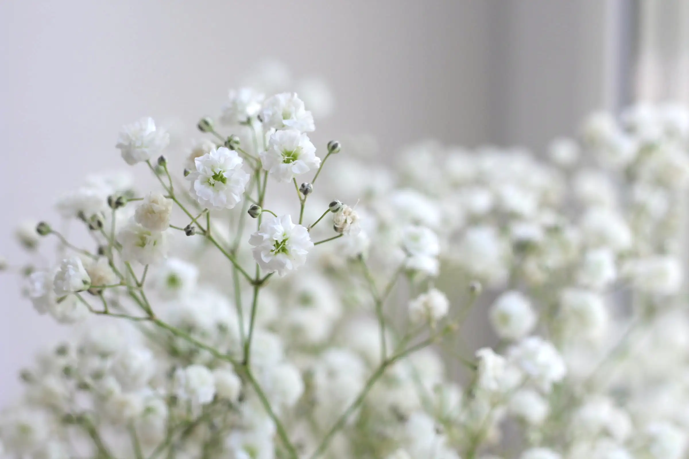bodas intimas flores paniculata